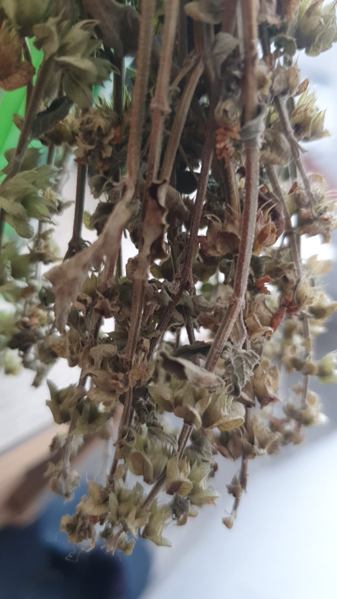 natural plants hide secrets