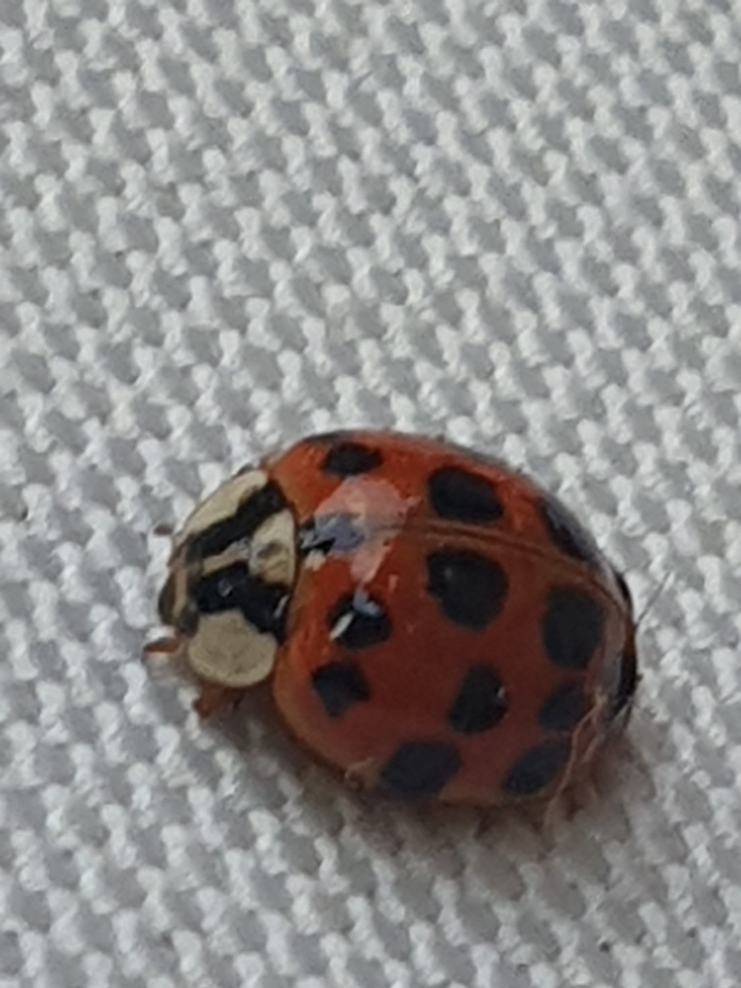 A ladybug. Do you choose to be afraid of it or be its friend?