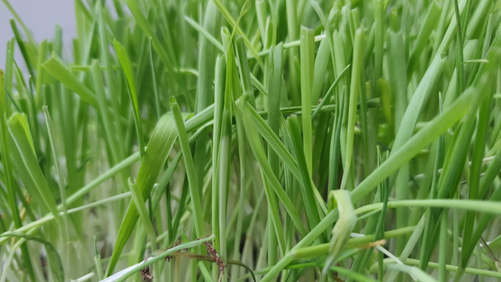 grass. why it grows? why it is green?