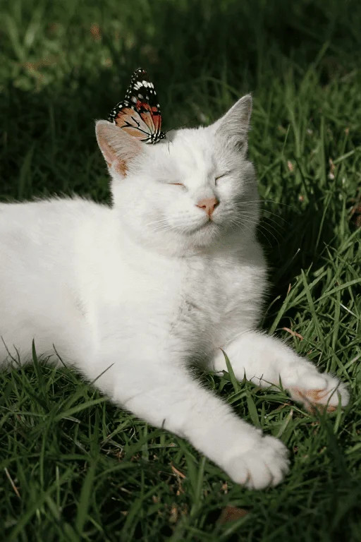 Don't be carried away by the day's inertia. Choose an evening ritual that heals your soul. Transform negative energy into constructive power through awareness and self-kindness.