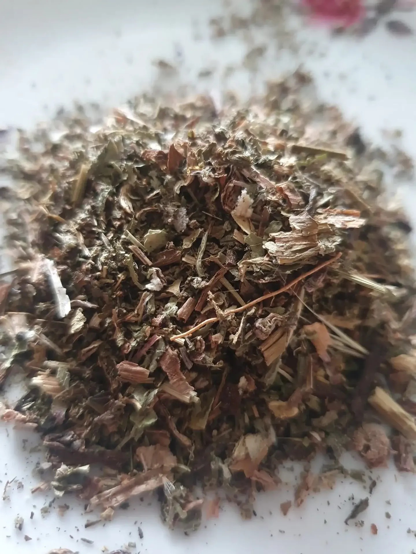 Vizitator curios (Felis catus) – „asistent” de grădinărit folositor pentru alungarea stresului, terapia prin tors și paza plantelor medicinale